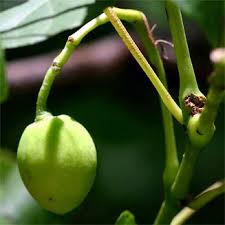 Image result for Cissus integrifolia