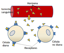 HORMONAS