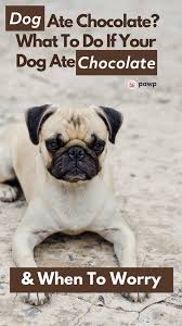 Dog Ate Chocolate What To Do If Your Dog Ate Chocolate When To Worry In 2021 Dog Ate Chocolate Toxic Foods For Dogs Dog Eating