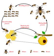 Check spelling or type a new query. Honey Bee Mating Optimization Hbmo Algorithm Propelled Behavior Of Bees Mating For Solving Optimization Problems Transpire Online
