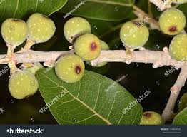 Image result for Ficus ingens