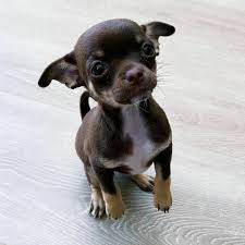 You will find dogs for sale and puppies for adoption in our listings. Cheap Teacup Chihuahua Puppies For Sale Near You