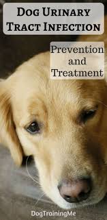 Find Out How To Prevent And Treat Dog Urinary Tract Infection Canine Uti Is A Common Problem We Tell You What You Can Do At Home To Help Treat Your Dog And