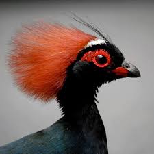 Birds With Red Crested Heads Pin On Chickens