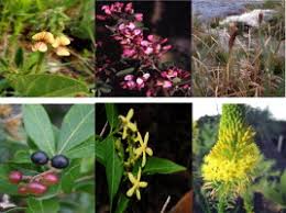 Image result for Eriosema burkei