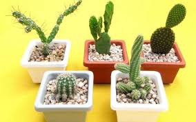 Bueno, debido a que los cactus tienen la capacidad de adaptarse a la vida, en ambientes secos o con poca precipitación, se en la terraza o en las ventanas; Plantas Protectoras Que Cuidan Del Hogar