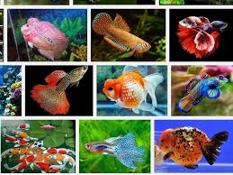 Ikan ini juga memiliki nama. Jenis Ikan Hias Cantik Dan Murah Berikut Beberapa Nama Dan Gambarnya