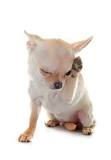 Image result for why does my dog rub his face on the carpet before eating