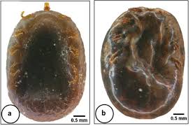 Image result for Microchloa altera