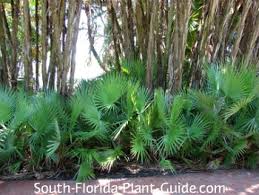 However, about 11% of the flowers in florida are native, and to. Native Plants Of Florida
