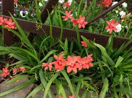 Image result for Freesia laxa