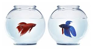 I have two betta fish both males one fish jumped over the divider to the other male fish hours ago and they haven if two fish are put together in what one or both of them believe is their territory, they will. Facts And Care Tips About The Beautiful Crowntail Betta Fish Pet Ponder