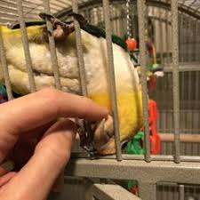 Birds we keep several species of finches in stock along with canaries, conures, parakeets, and cockatiels. Best Bird Stores Near Me March 2021 Find Nearby Bird Stores Reviews Yelp