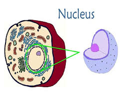 Activity review animal cell structure and function. Life Science In Class Cell Structure And Function Review Questions Tomorrow Homework Textbook Pages Ppt Download