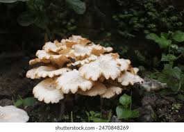 Image result for Polyporus pendulus