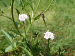 Image result for Epilobium salignum