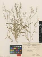 Image result for Urochloa semiundulata
