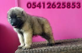 Bestdog Heaven Bursa Kopek Ciftligi Kopek Ilanlari Yavru Kopek Yavru Kopek Kopek Coban Kopegi