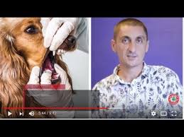 Kedi Ve Kopeklerde Agiz Ve Dis Sagligi Veteriner Turkiye