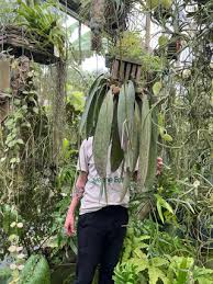 Image result for Bulbophyllum prorepens