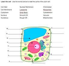 Check spelling or type a new query. Quia Cell Structure And Function