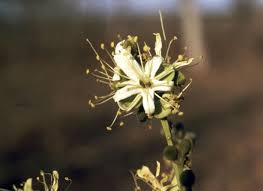 Image result for Isoberlinia tomentosa