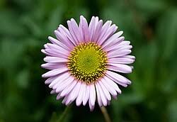 Image result for Erigeron steudelii