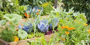 A simple way to find out which pests attack which plants is to follow the plant guides in our garden planner which is available from several major. 29 Plants You Should Always Grow Side By Side Companion Planting