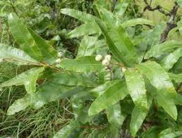 Image result for Ozoroa