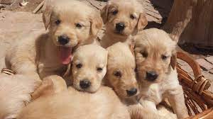Because this breed can have eye and ear issues, clean your golden retriever's ears weekly, and gently wipe the area around his eyes each day to remove any small bits of crust or buildup. Golden Retriever Since Babies Reviews Facebook