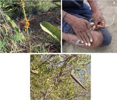 Image result for Acokanthera schimperi