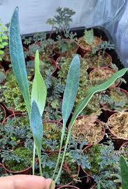 Image result for Elaphoglossum kivuense