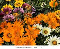 Image result for foto Gazánie