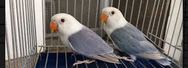 Badilla Aviary Manila Philippines In 2020 African Lovebirds Pet Birds Pets