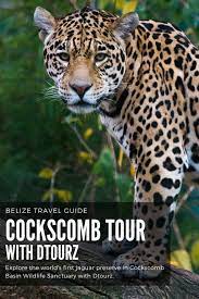 Cockscomb Basin Wildlife Sanctuary Jaguars And Rock Sliding With Dtourz Belize Travel Guide South America Travel Central America Travel
