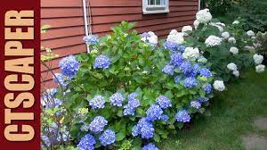 The flower buds of mophead hydrangeas can be sensitive to the cold, and therefore may not survive the winter months. 4 Hydrangeas In 4 Minutes Youtube