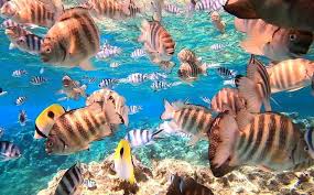 bora bora under the sea snorkelaroundtheworld for snorkeling inspiration go to snorkelaroundtheworld com fish pet pets nancy drew mysteries