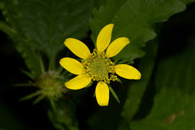 Image result for Calostephane