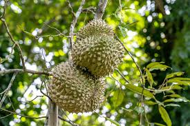 Hari ini kami keluar mencari cendol durian. Jenis Durian Cepat Berbuah Pusatbibitdurian Com