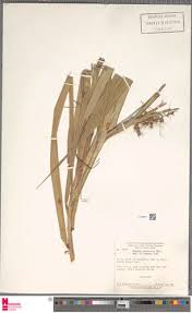 Image result for Scleria lagoensis