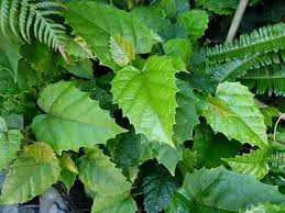 Image result for Cissus