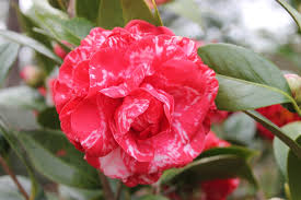 Medium growth, compact and upright in habit. Camellia Japonica Camellia Common Camellia Japanese Camellia Peony Camellia Thea Japonica North Carolina Extension Gardener Plant Toolbox