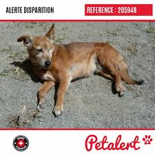 Cette Alerte 205948 Est Desormais Close Elle N Est Donc Plus Visible Sur La Plate Forme Petalert Suisse Nous Avons Perdu Espoir Merci Pour Votre Aide In 2020