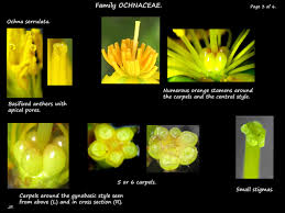 Image result for Ochna stolzii