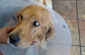 Golden retriever mix puppies northern california. Golden Retriever Makes Astounding Recovery After Being Tortured And Set On Fire