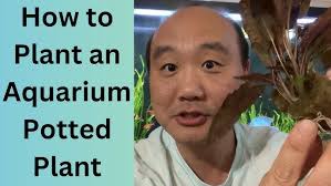 Can Aquarium Plants Stay In Pots