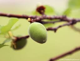 Oil glands on the skin's surface give the fruit a pebbly appearance. Dallas Fruit And Vegetable Grower Early Fruit Set