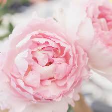 Maybe you would like to learn more about one of these? Peony Pink Parfum Flower Company