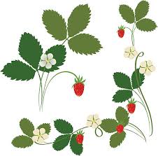 苺 葉 イラスト素材 Istock