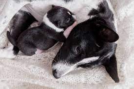 Do Mom Dogs Get Sad When Their Puppies Leave